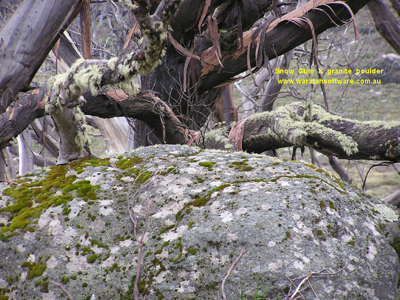 Wallace's Hut & Snow Gum pb080190 image