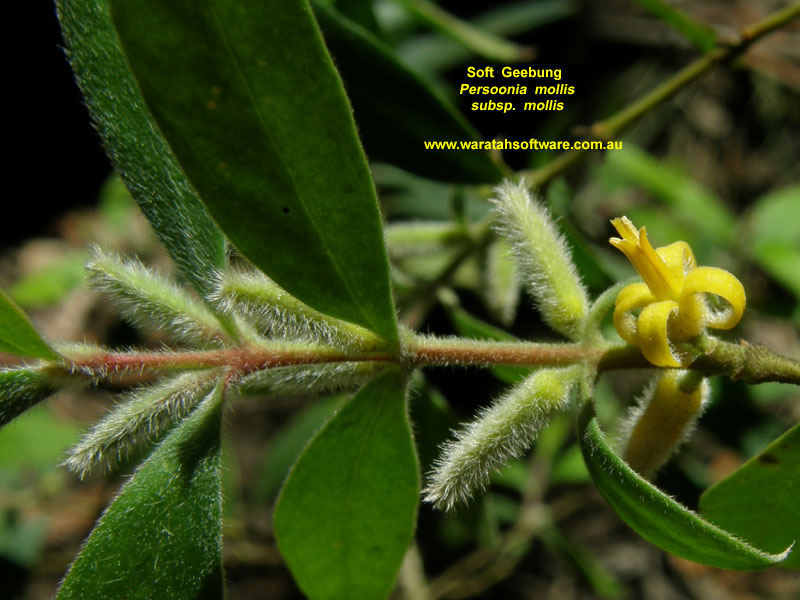 Soft Geebung pc290415 image