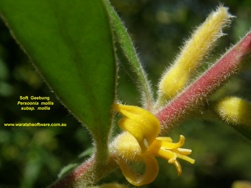 Soft Geebung pc290444 image