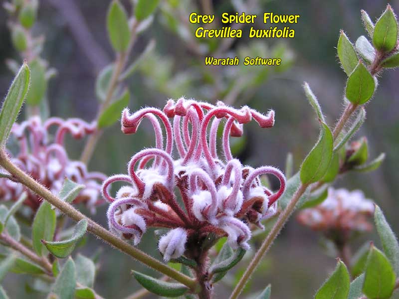 Grey Spider Flower p9040296 image