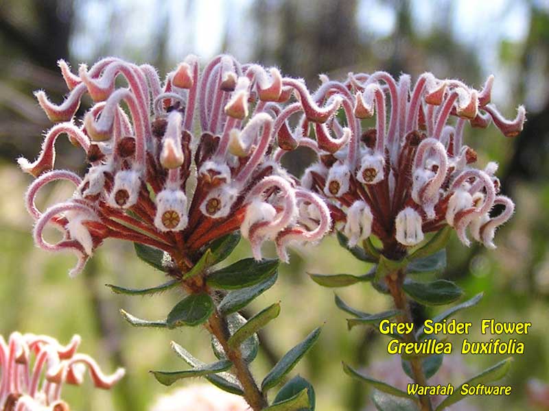 Grey Spider Flower pa040211 image