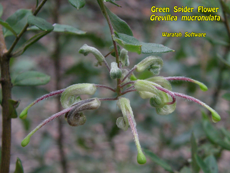 Green Spider Flower p1150371 image