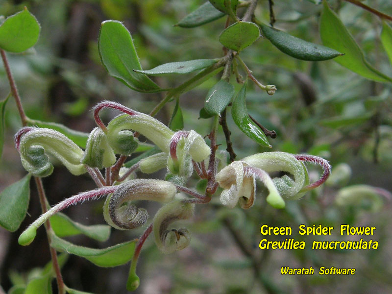 Green Spider Flower p1150394 image