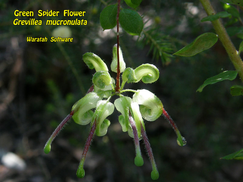 Green Spider Flower p8120426 image