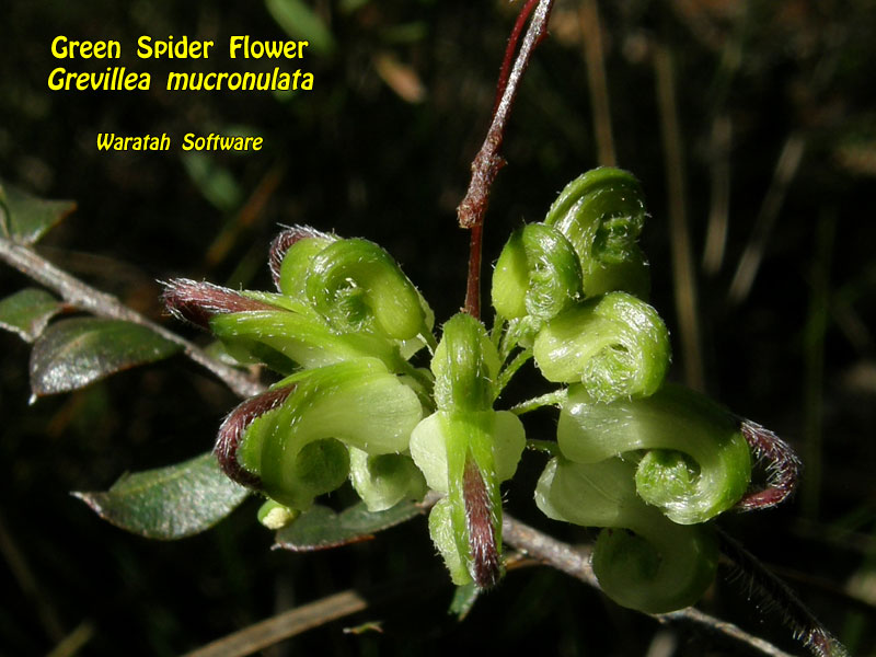 Green Spider Flower p8120465 image