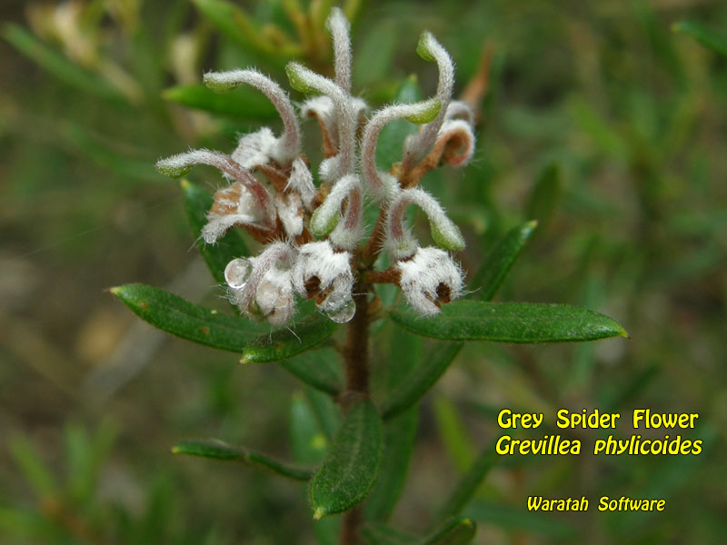 Grey Spider Flower p1150228 image