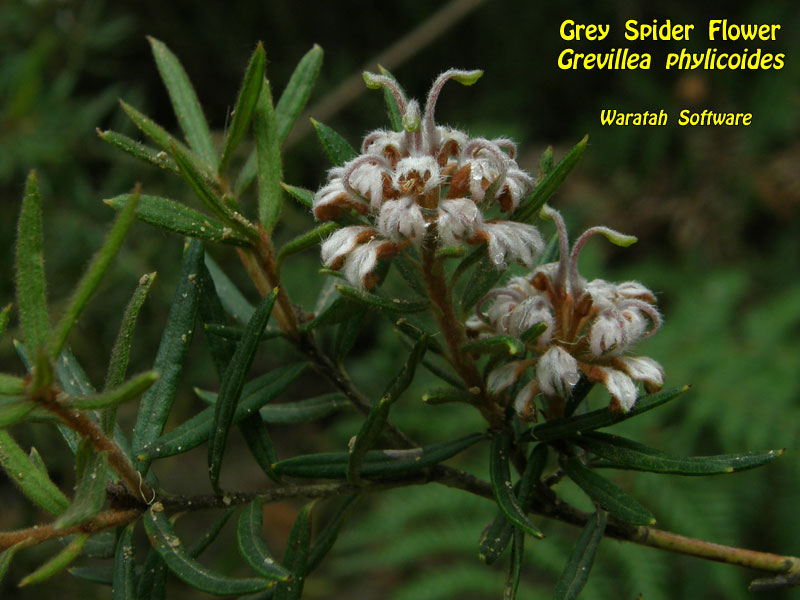Grey Spider Flower p1150352 image