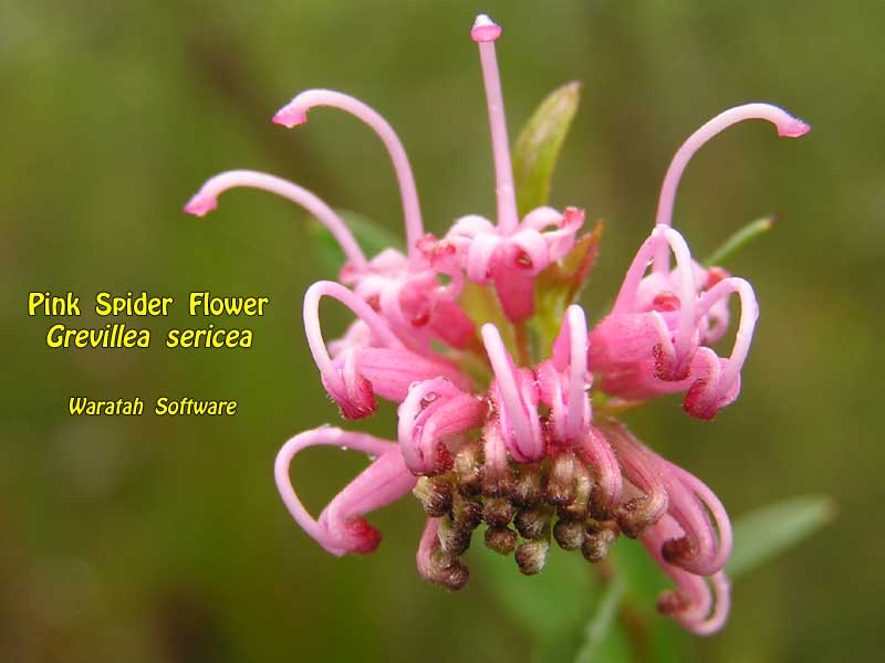 Pink Spider Flower pa020129 image