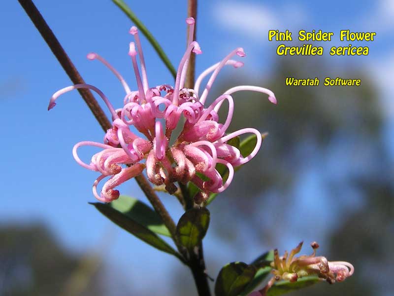 Pink Spider Flower pa040260 image