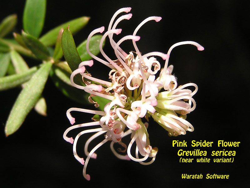 Pink Spider Flower pa160258 image