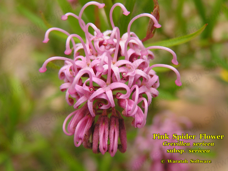 pink spider flower pc200278 image