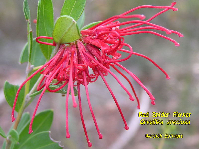 Red Spider Flower p9030530 image