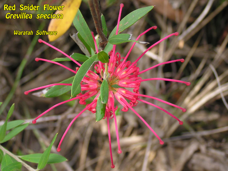 Red Spider Flower p9140185 image