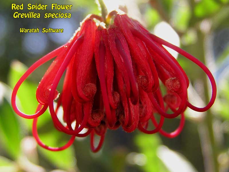 Red Spider Flower p9260111 image