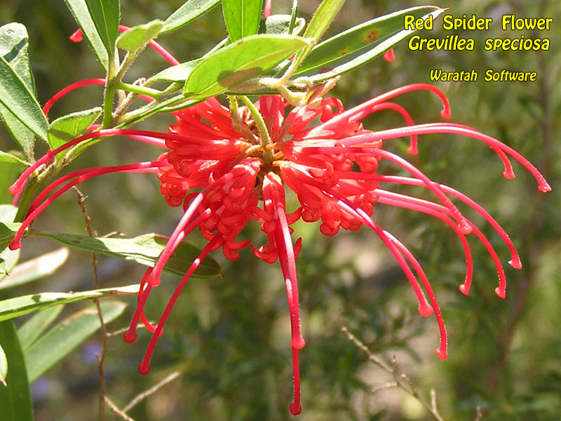 Red Spider Flower p9260112 image