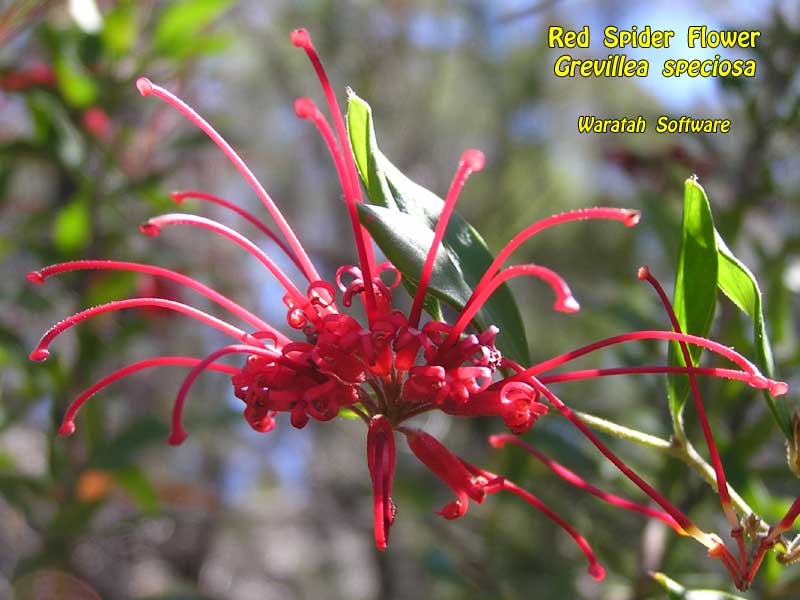 Red Spider Flower pa090341 image