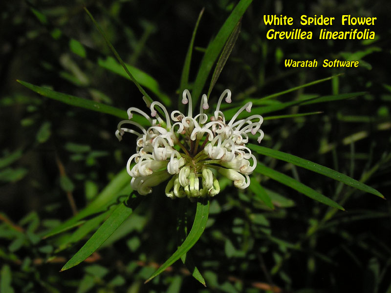 White Spider Flower p9040516 image