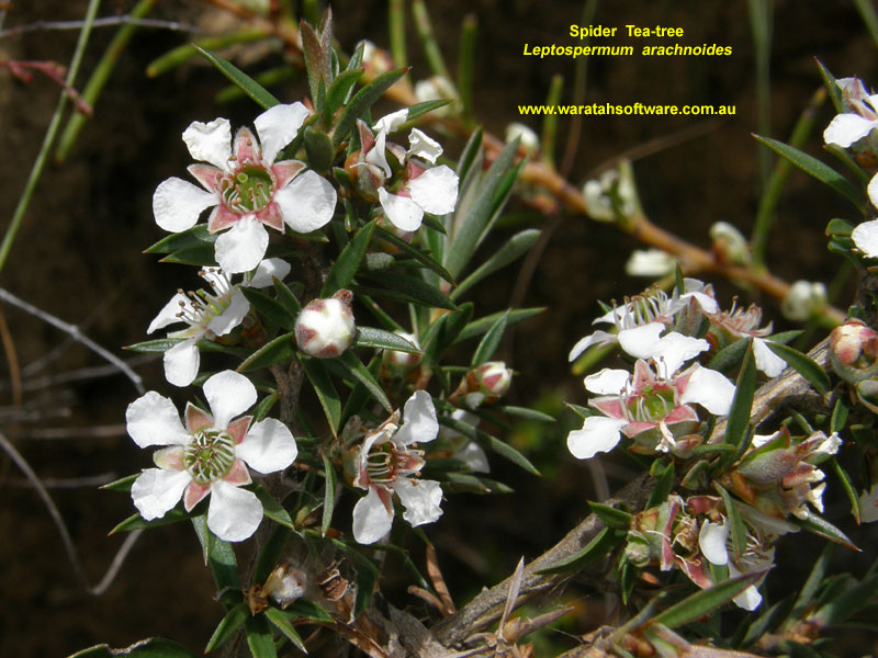 Spider Tea-tree pc040038 image