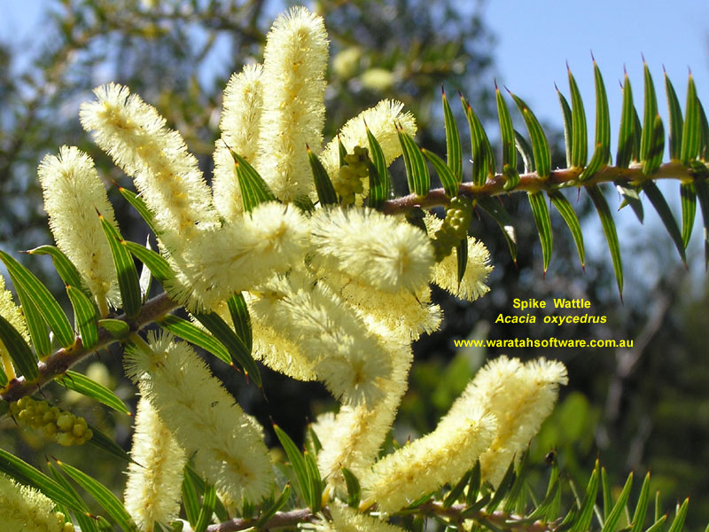 Spike Wattle p8190120 image