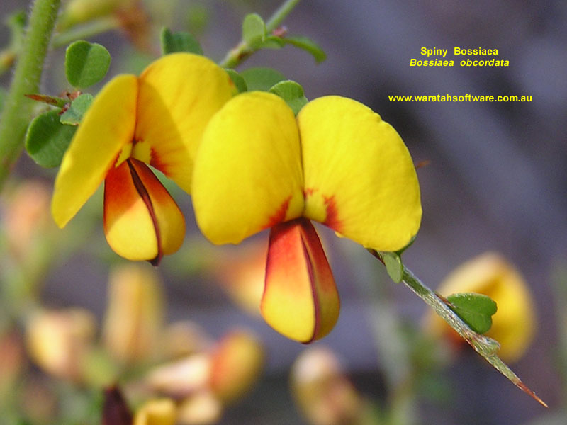 Spiny Bossiaea p9260067 image