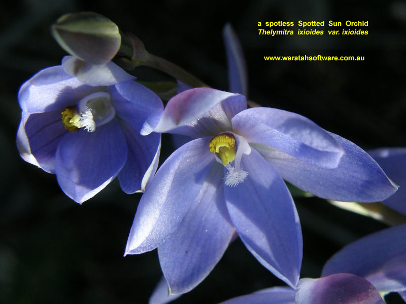 Spotted Sun Orchid p9020176 image