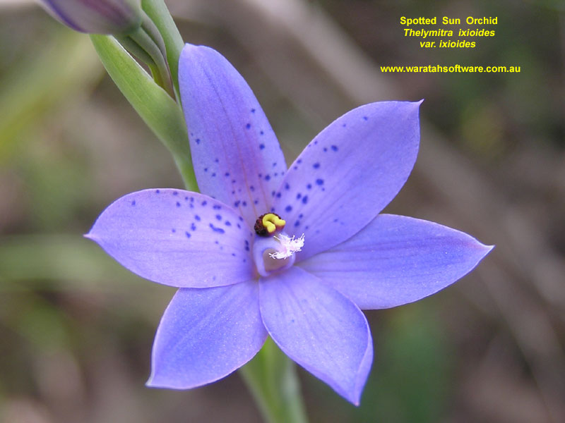 Spotted Sun Orchid p9030502 image