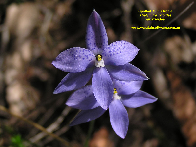 Spotted Sun Orchid p9140192 image