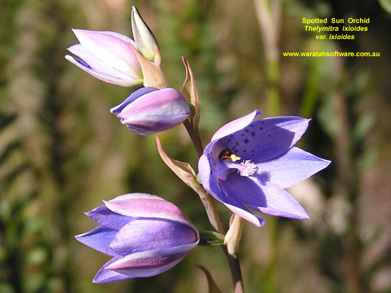 Spotted Sun Orchid p9180132 image