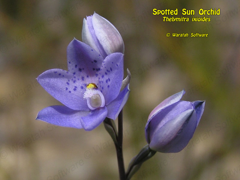 Spotted Sun Orchid pa100153 image
