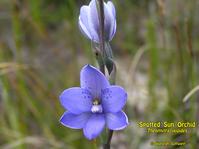 Spotted Sun Orchid pa100179 image