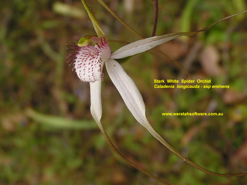 stark white spider orchid pa220219 image