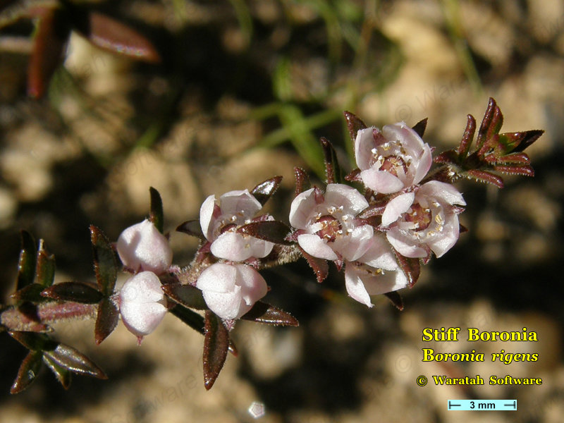 Stiff Boronia p7300019 image