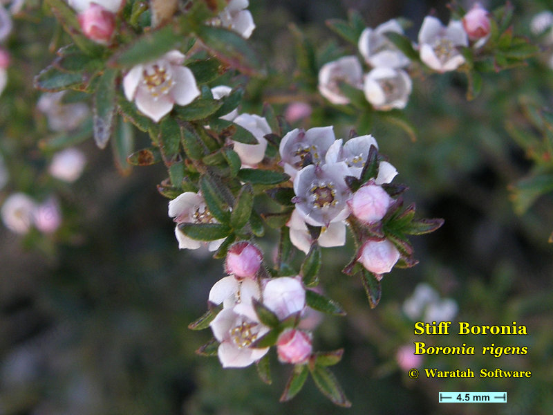 Stiff Boronia p7300094 image
