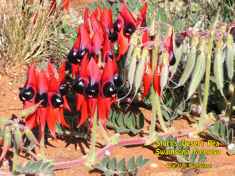 Sturt's Desert Pea p8300021 image