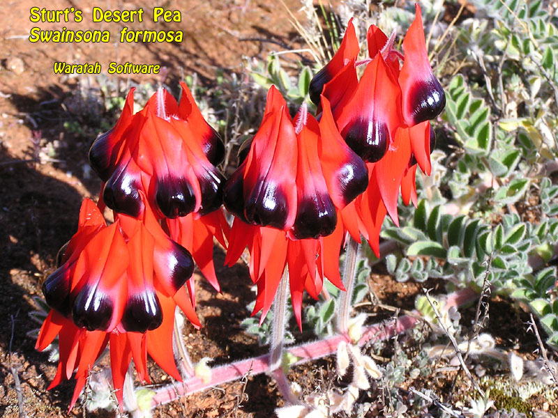 Sturt's Desert Pea p8300030 image