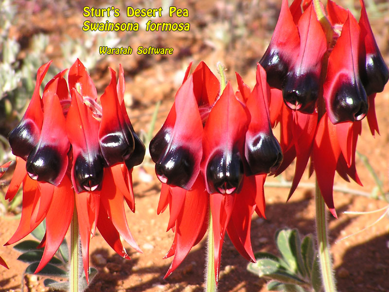 Sturt's Desert Pea p8300040 image