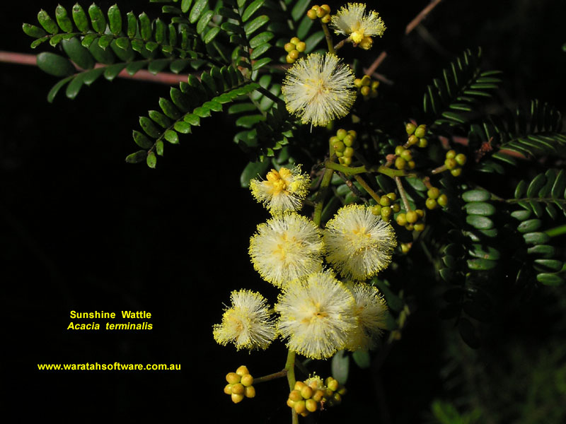 Sunshine Wattle p4020331 image