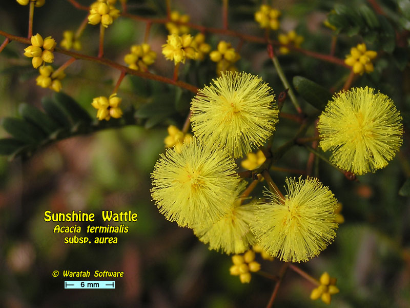 Sunshine Wattle p6250219 image