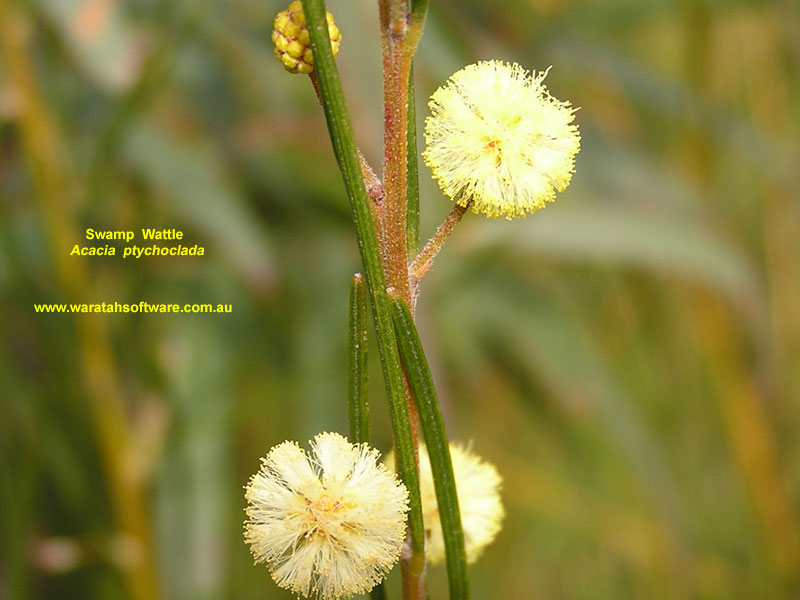Swamp Wattle p6050498 image