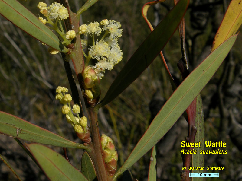 Sweet-scented Wattle p6070132 image