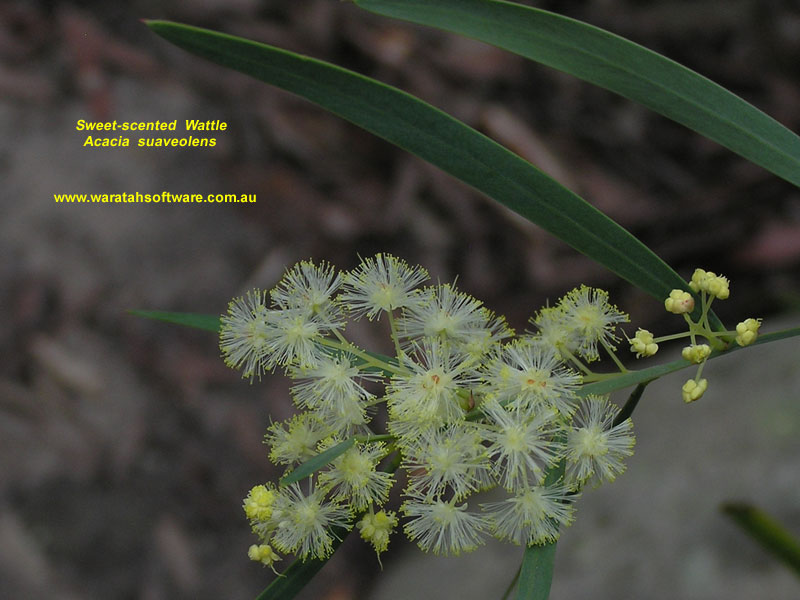 Sweet-scented Wattle p8F106 image