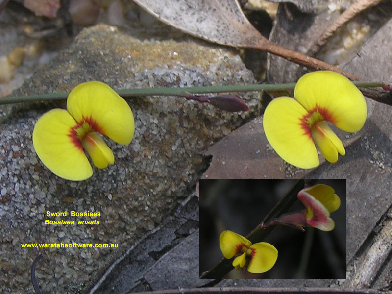 Sword Bossiaea p9190223 image
