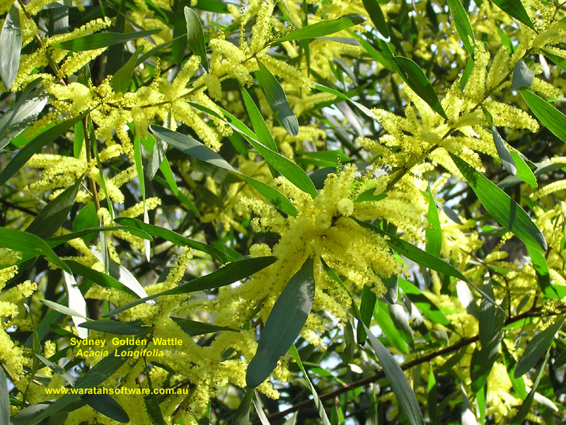 Sydney Golden Wattle P8120100 image