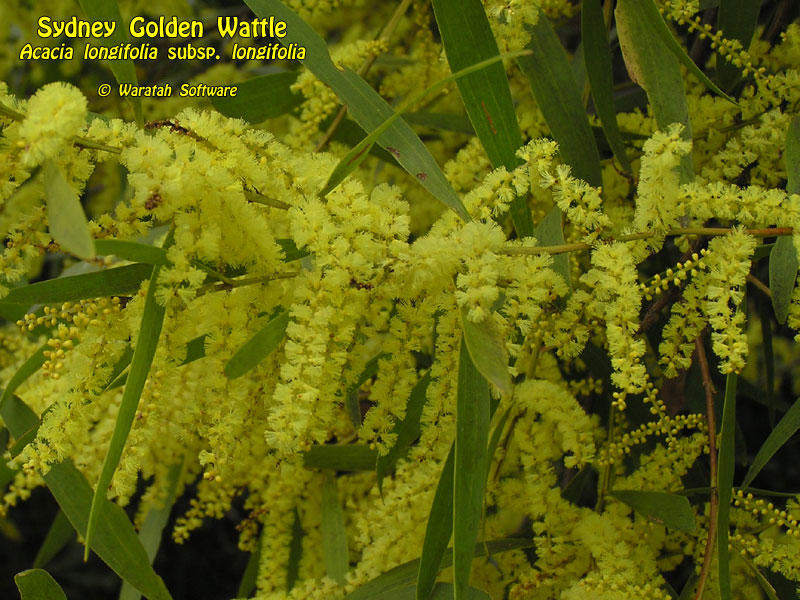 Sydney Golden Wattle p9010453 image