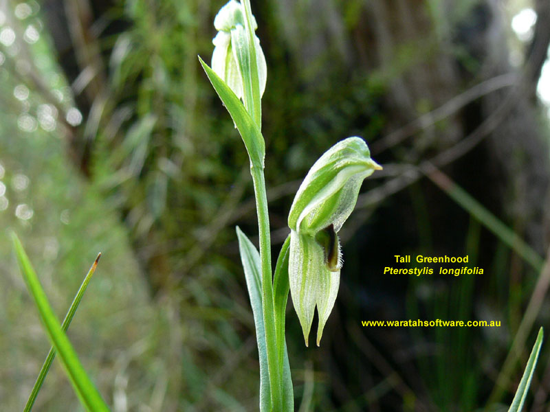 Tall Greenhood p7220178 image