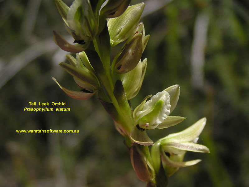 Tall Leek Orchid p9150054 image