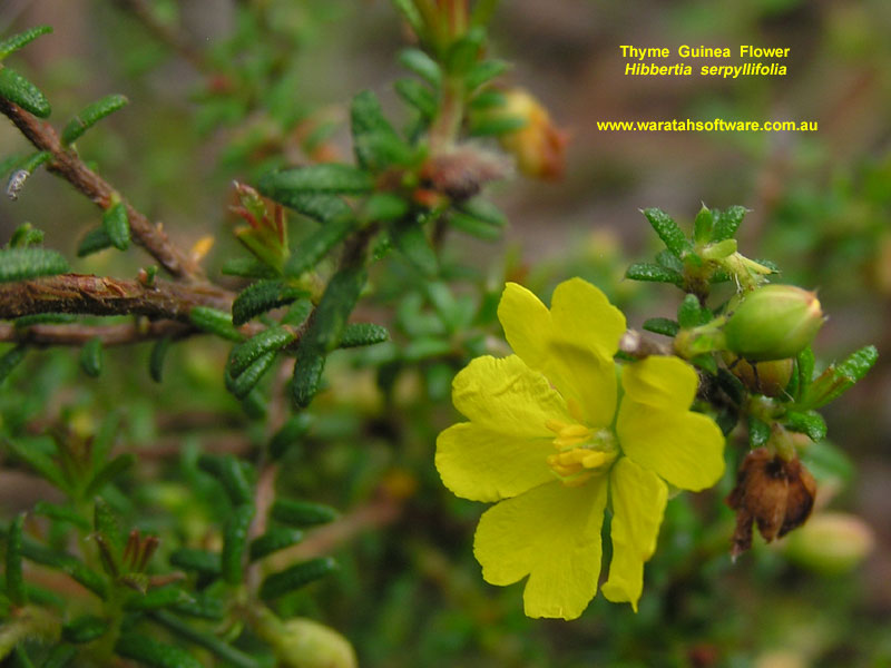 Thyme Guinea Flower pc070079 image