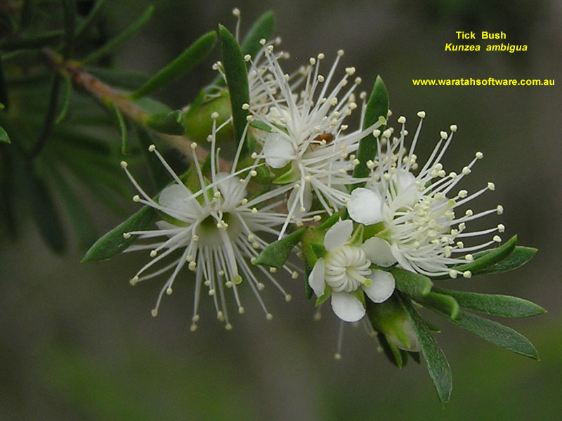 Tick Bush pb070143 image