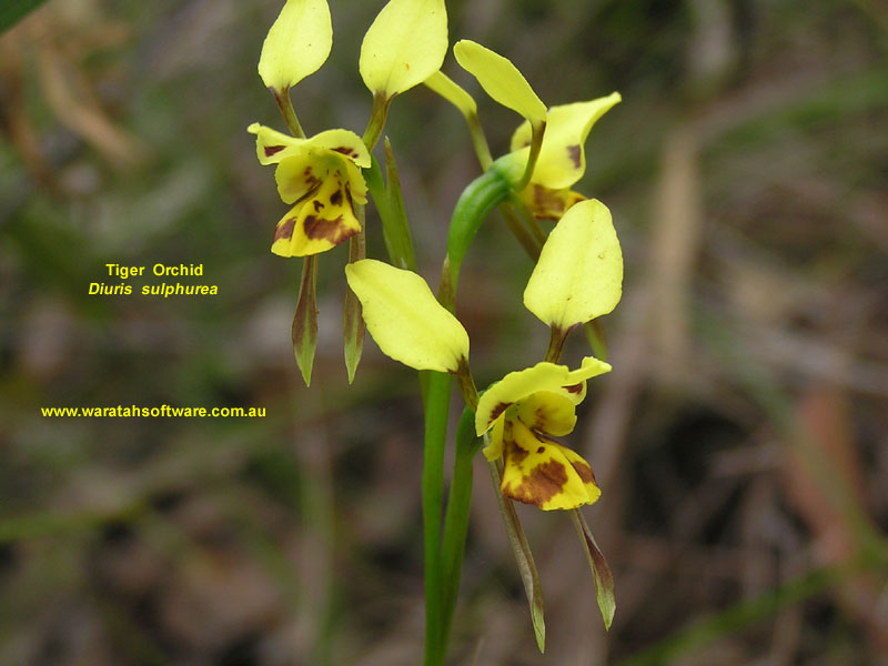 Tiger Orchid pa100164 image