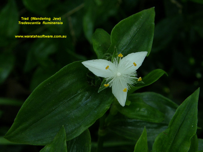 Trad (Wandering Jew) p9200172 image